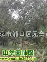 Θ䡢tƤΘ