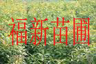 (yu)|(zh)ľ硢Nľ硢ľɴ