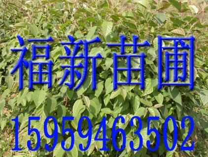 ľ,,,ɼľ,Rβ,tɼ磬磬_h,Ͳ,