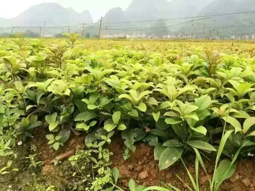 ļ𡢵𡢽С