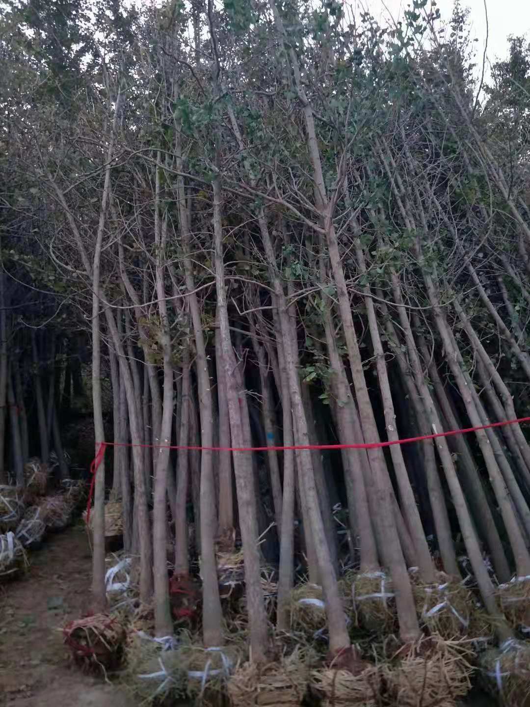 yӸ1-3
