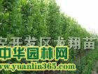 S1.5-4.5ױS