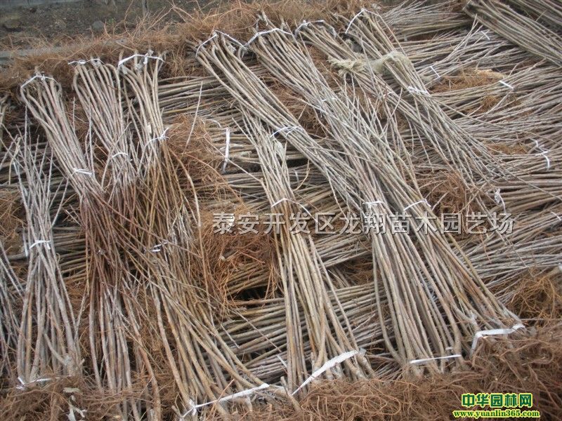 ձѻ硢޽әѻС硢1֙ѻ