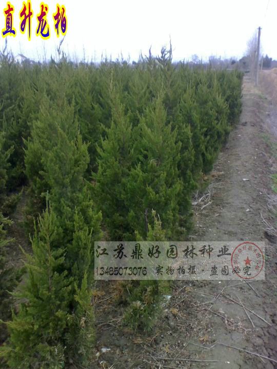 150CMֱ硢ؗl