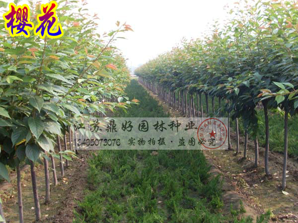 ѻ硢ѻ䡢30CM3.5CM