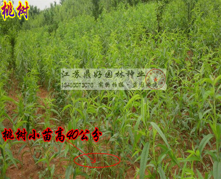 ѲҘС硢Ҙ