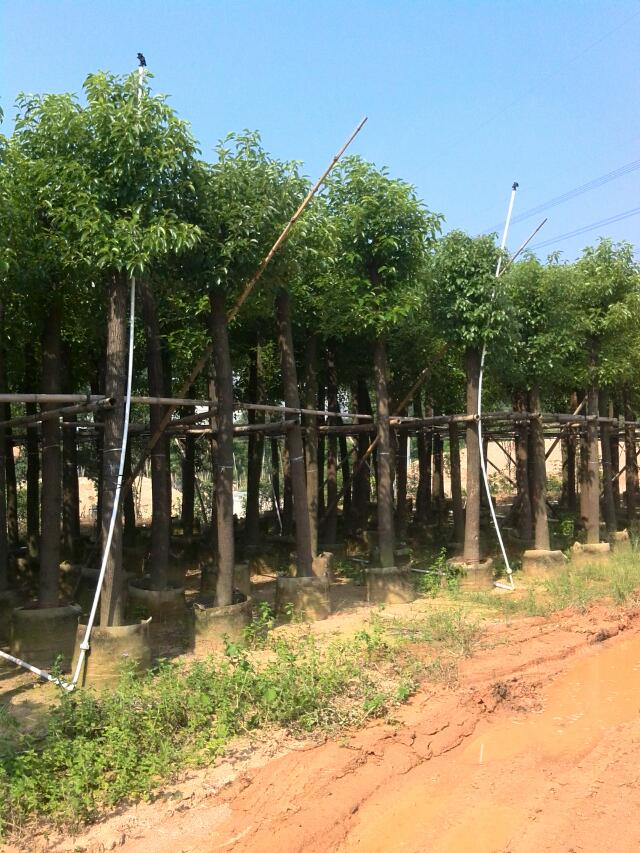 硢
