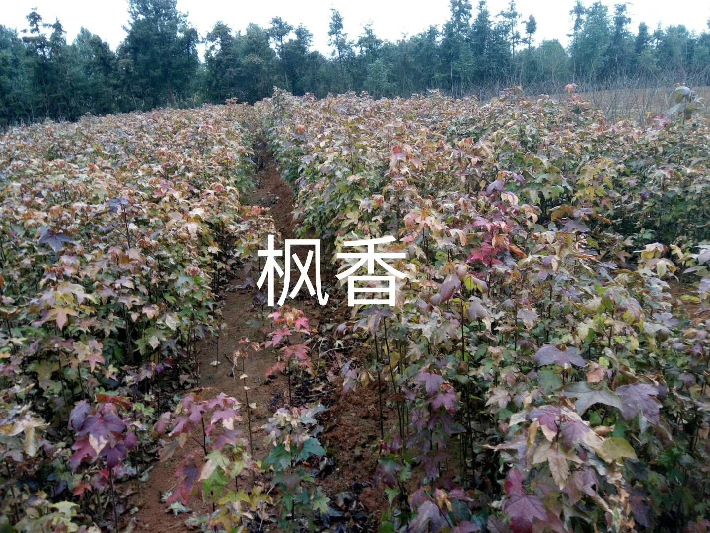 С1-5