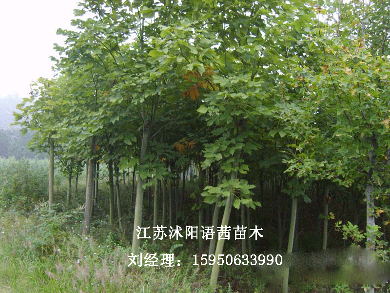 2ͩ