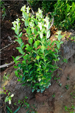 60lì