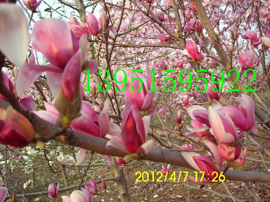 mmSmNҎ