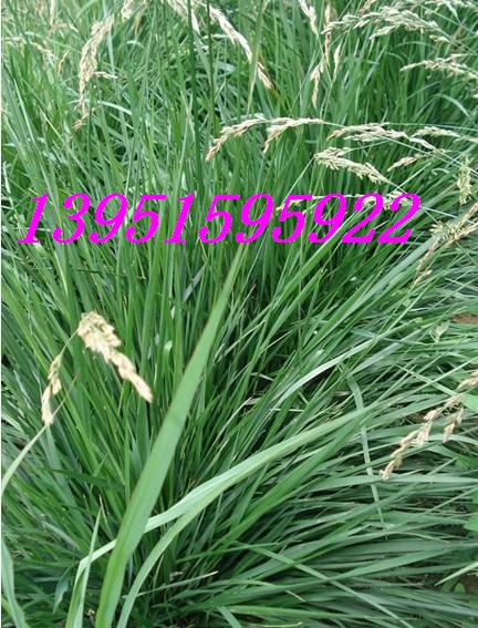 Ȕéééϲݡݡ~ļN