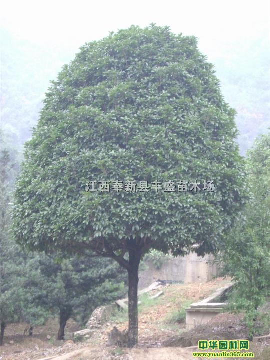 ľɱrľɱa(chn)ء1-2ľɴr