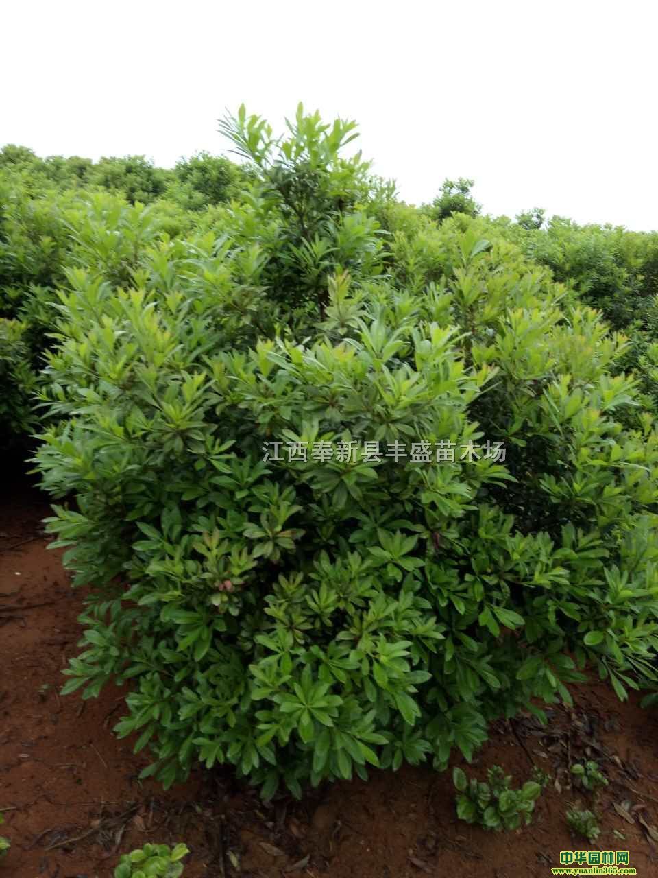 2׹ڷ÷r(ji)300ֹڷ÷r(ji)2.5׹ڷ÷r(ji)