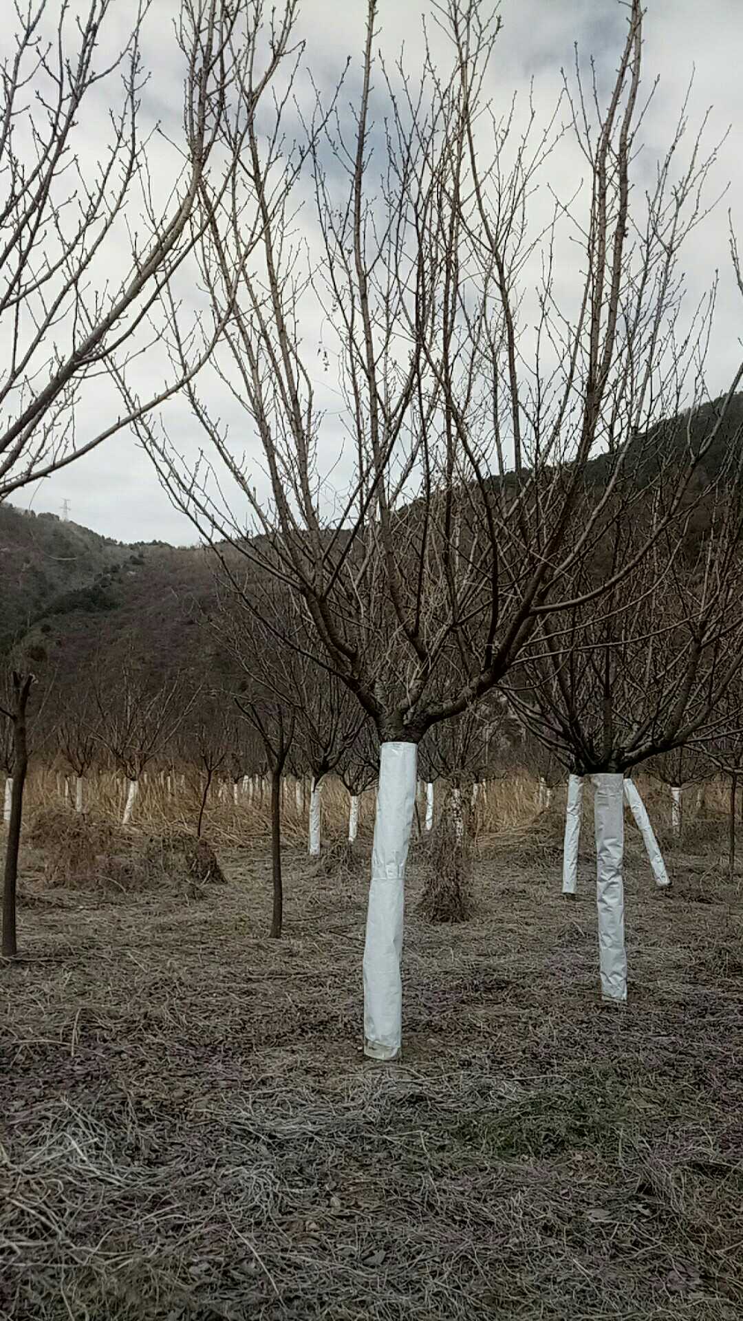 13ִձѻuo