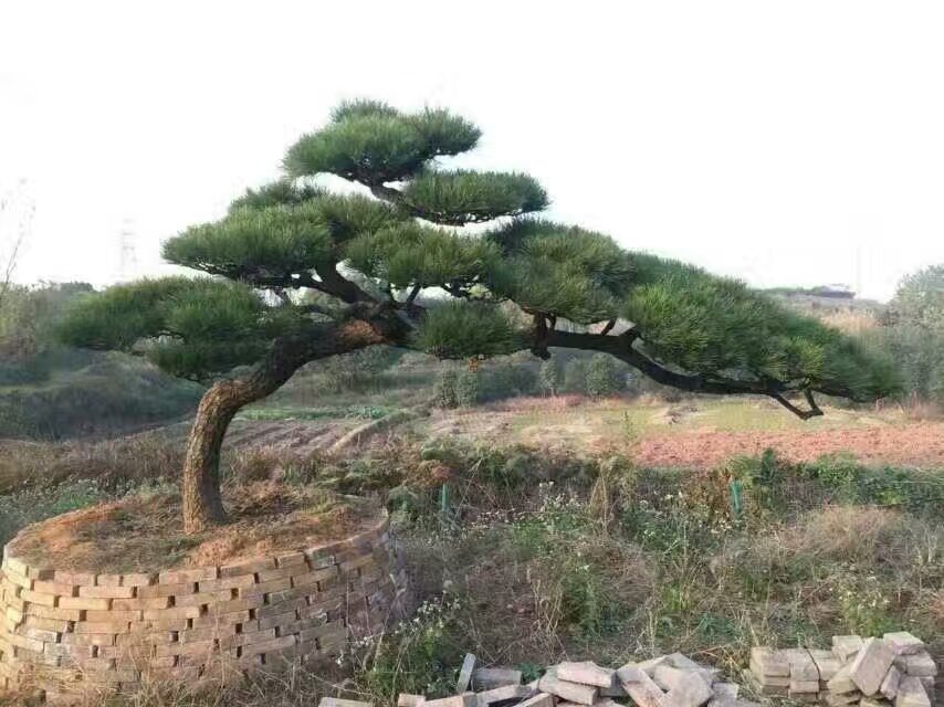 NԘ