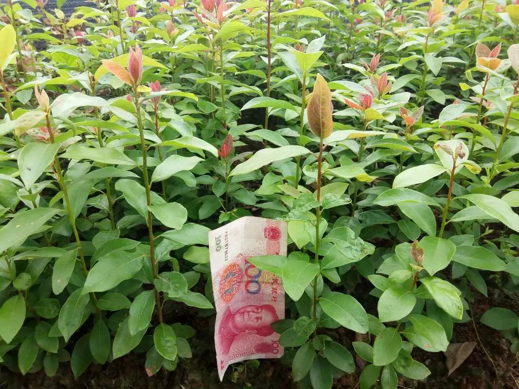 硢硢ؑc硢ŰF