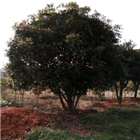 ļ