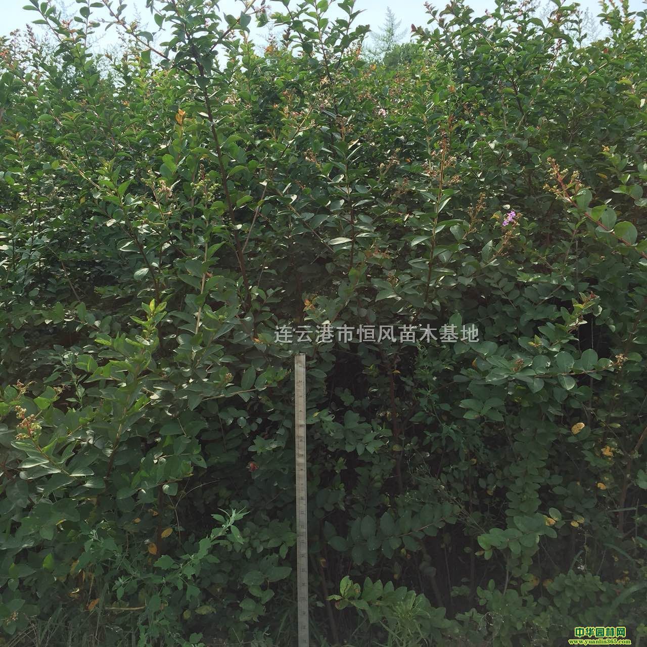 ޱޱС