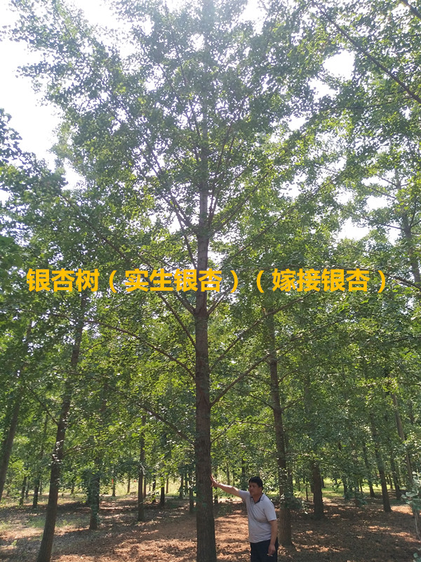 yӡyӘ䡢޽yӡ(yu)|(zh)y