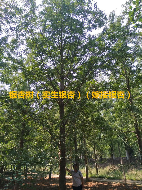 yӘ䡢yӘ䡢޽y1-60cm