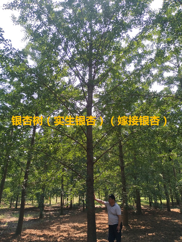 yӘ䡢yӘ䡢޽y3-65cm