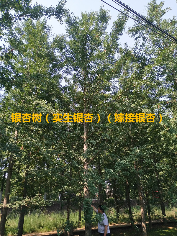 yӡyӘ䡢1-65cm
