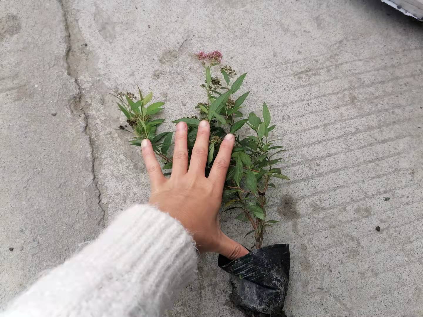 ClrCմl