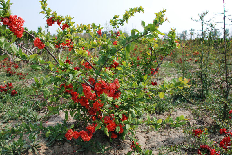 GNġNFU