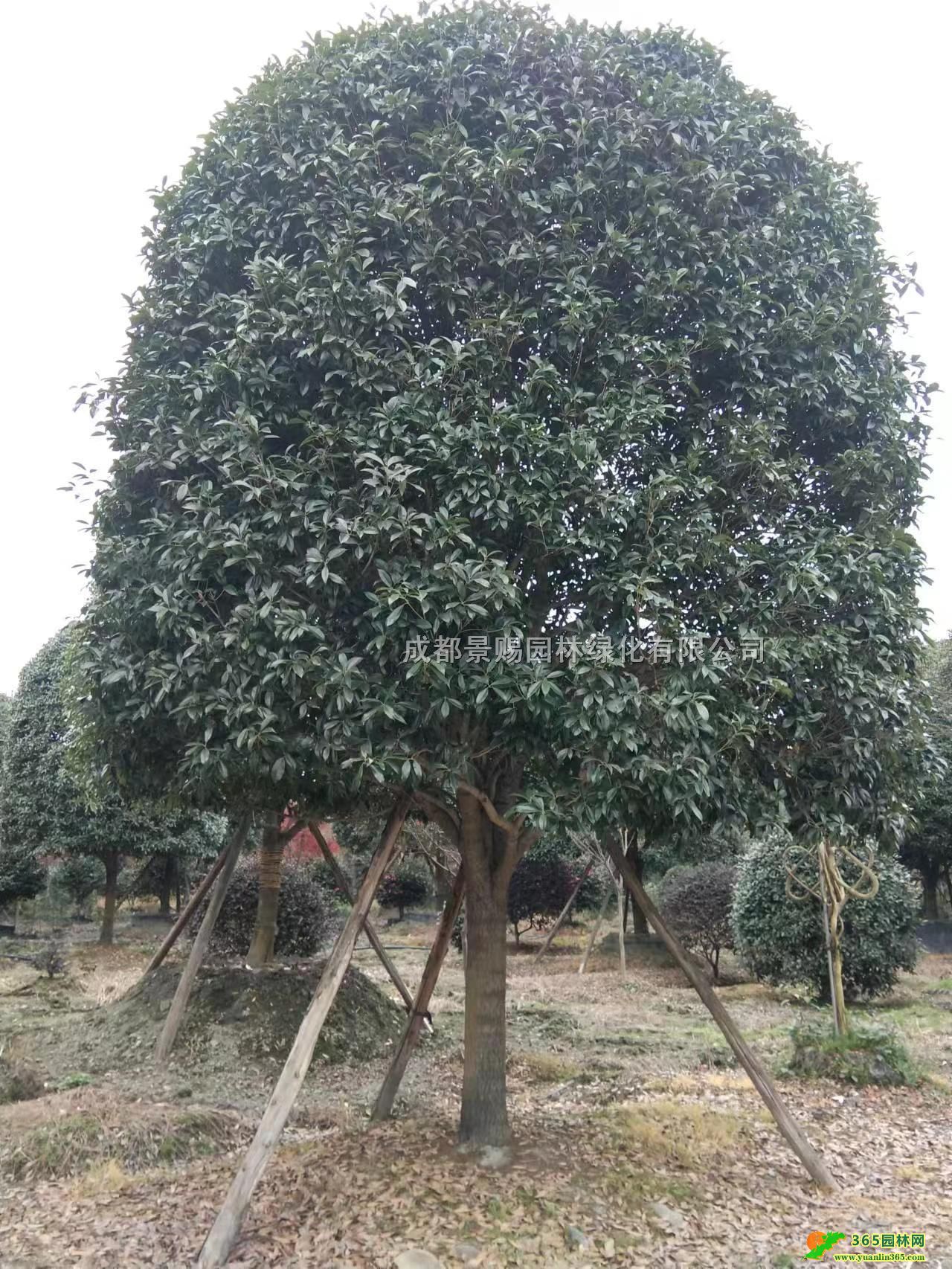 20ֵlءG硢Ʒ