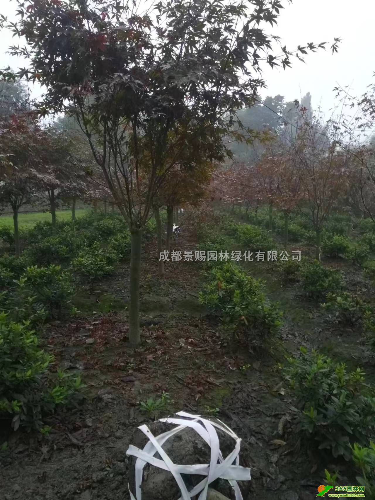 dꖼtlء3-5ձtlĴt