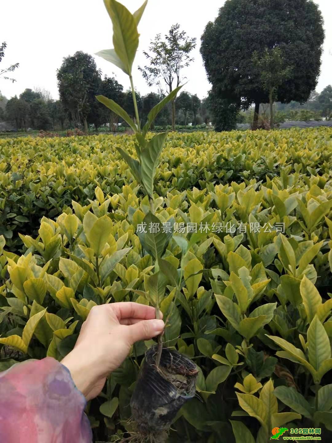 Ĵɶɶdӻءl25-40ߗdӻС