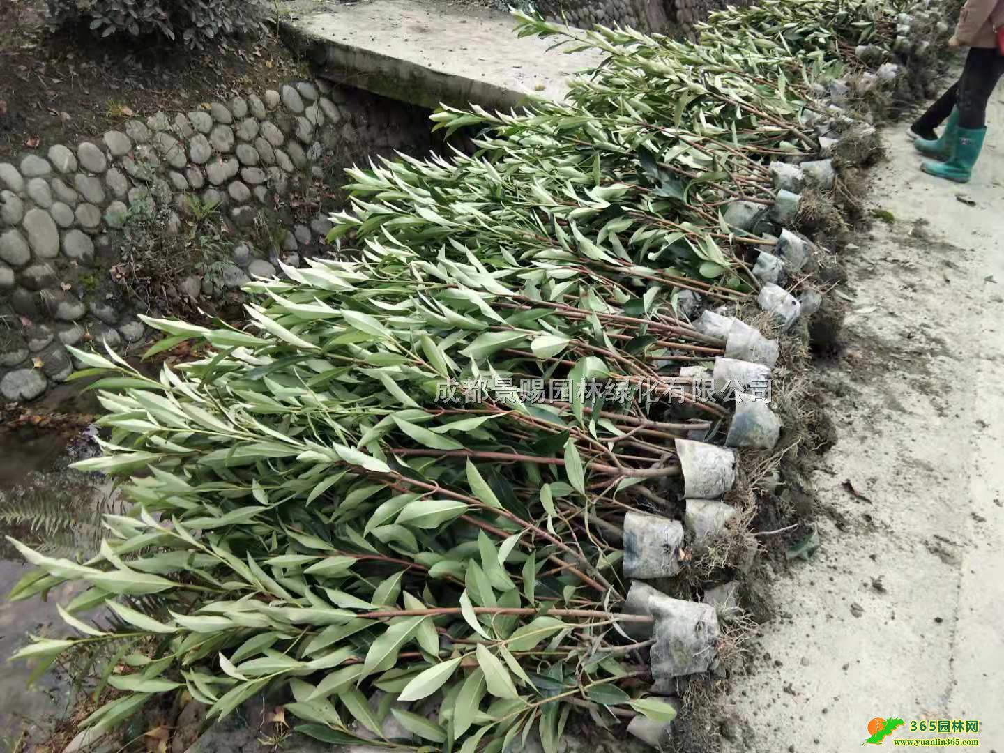 1.5-1.8׸߷౭lĴءlr