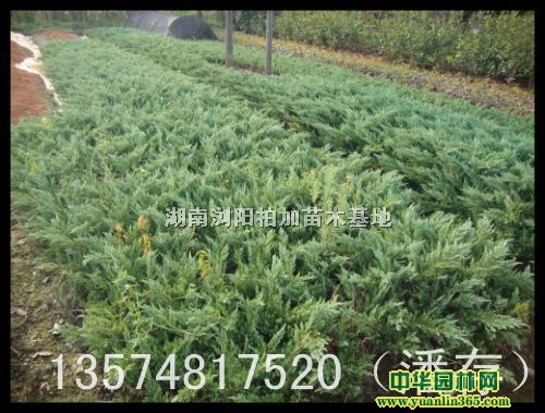 䁵ذH25-35