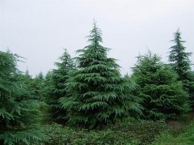 3.5-6.5ѩѲ