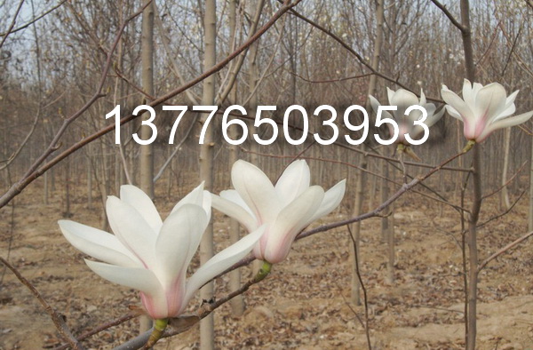 8-15ְmSmtmm