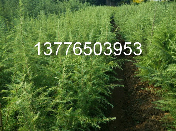 4.7-5ѩɡKϾѩɻ