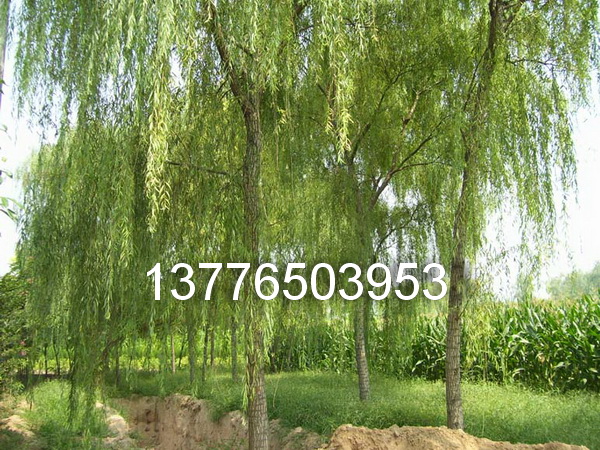 10ֽzrr