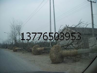 81820ֳr