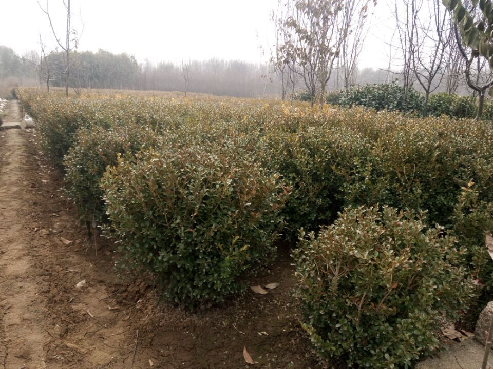 S30-200ֱֻN