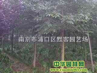 鬘r鬃r񡢿鬘r