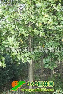 Z鱃r2025Z鱘r
