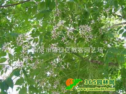 鬘r񡢿鬘r