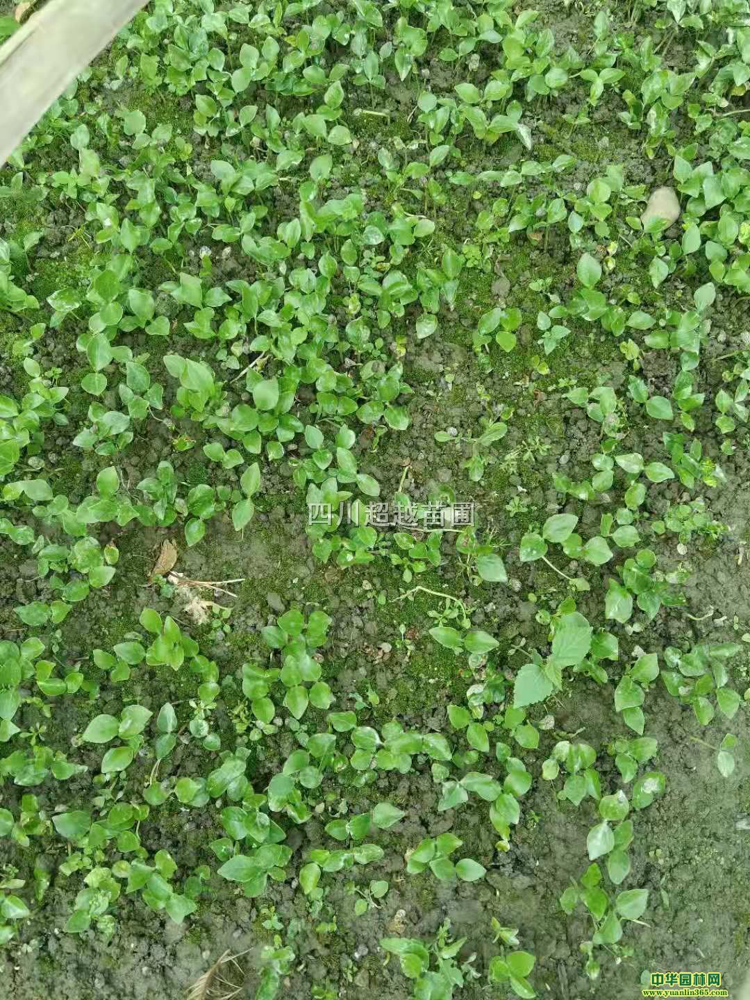 Ц硢ЦЦ硢Ц