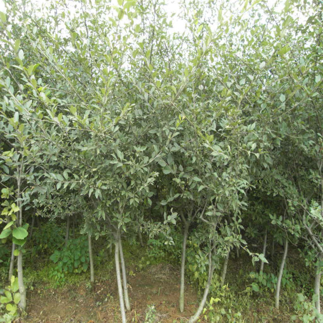 zġzС绨ľ