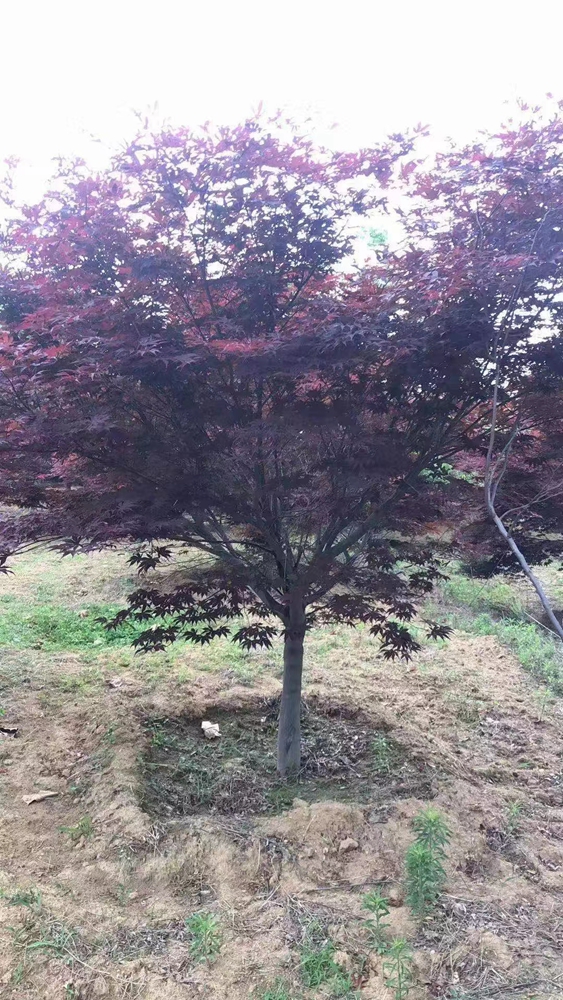 ttձtG