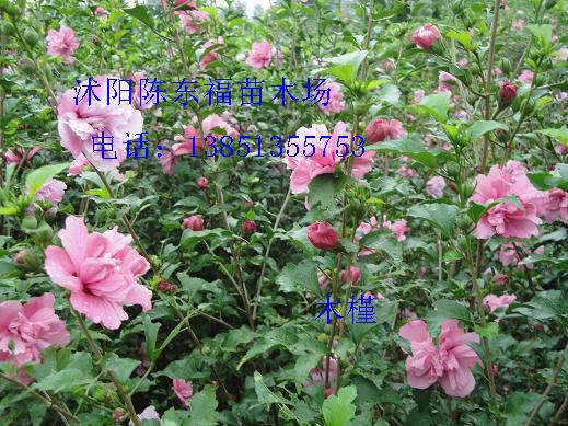 ľ3֧150cm
