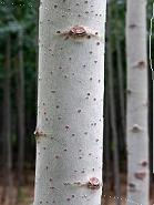 ëח15