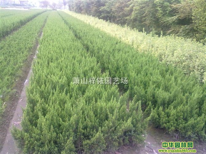 Сظ30-60cm