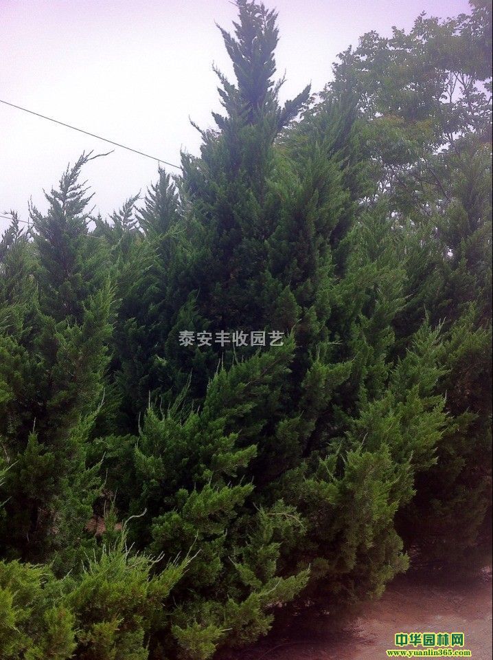 硢